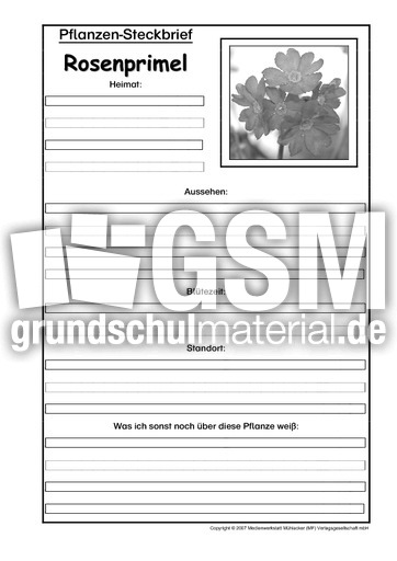 Pflanzensteckbrief-Rosenprimel-SW.pdf